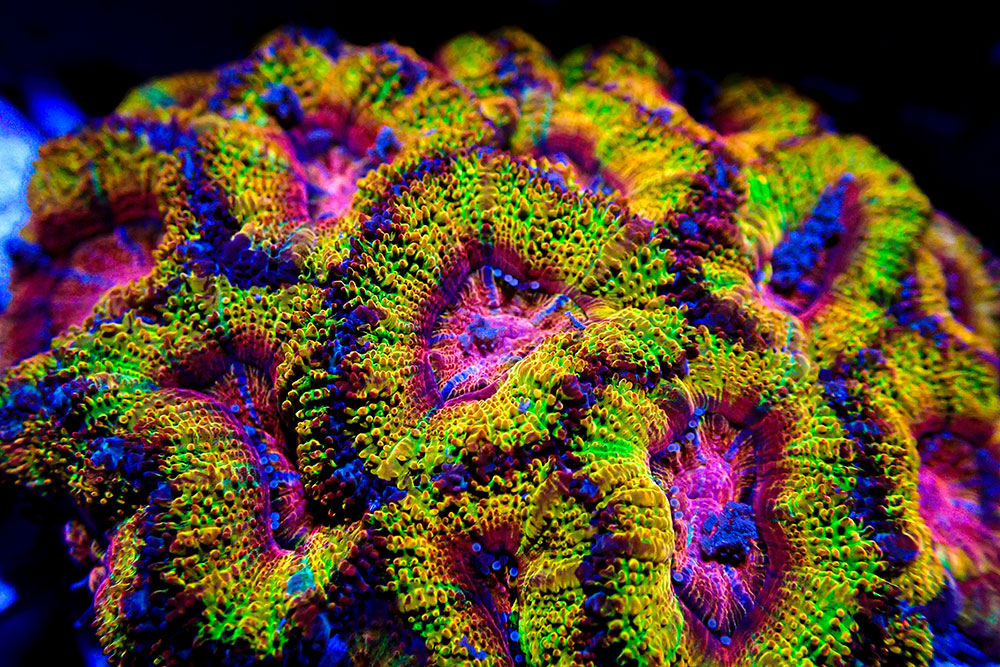 Coral at Coral Farm Tours, Bundaberg.