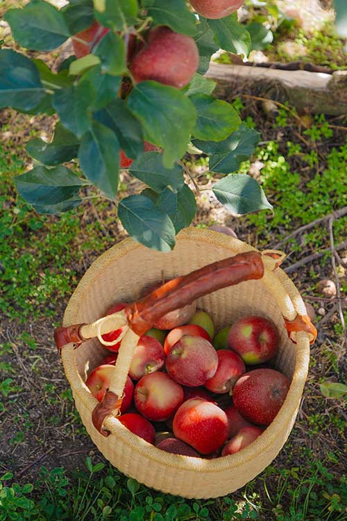 A bag of apples from Nicoletti Orchards at Pozieres.