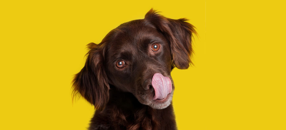 Dog licking lips
