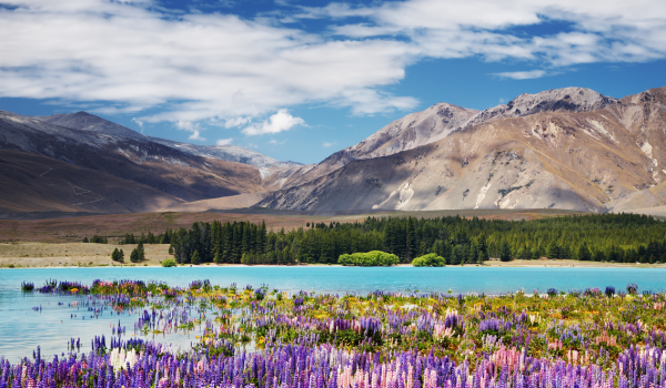 Lake Tekapo New Zealand with purple flowers