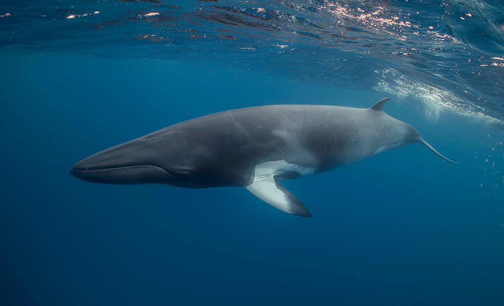 Minke whales draw visitors to Great Barrier Reef