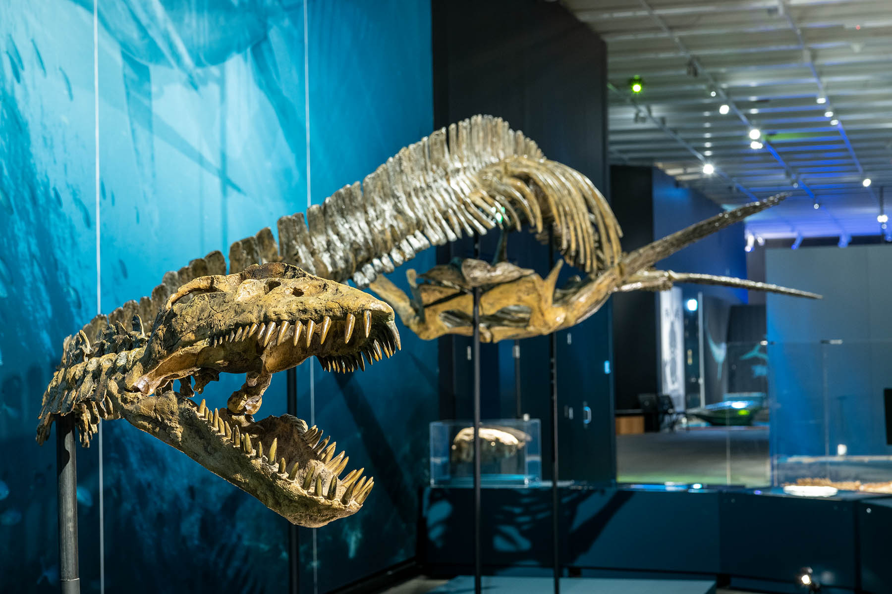 Prehistoric marine monsters splash into Brisbane