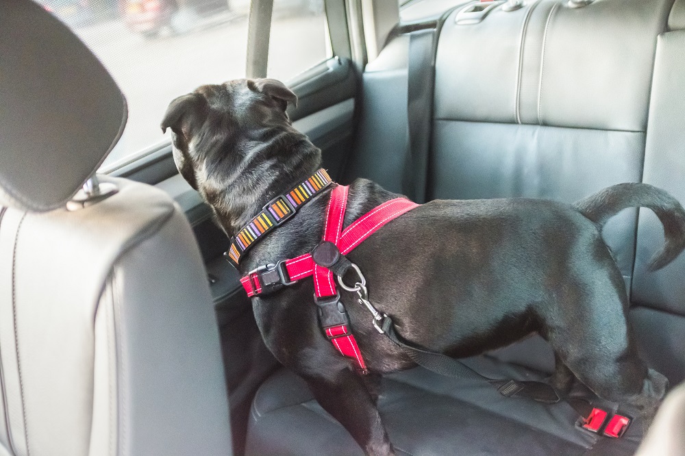How to travel with your pets in the car
