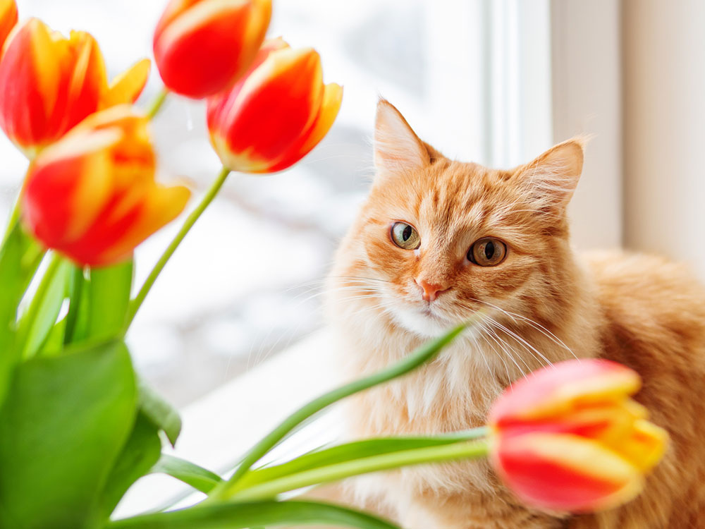 Spring pet safety
