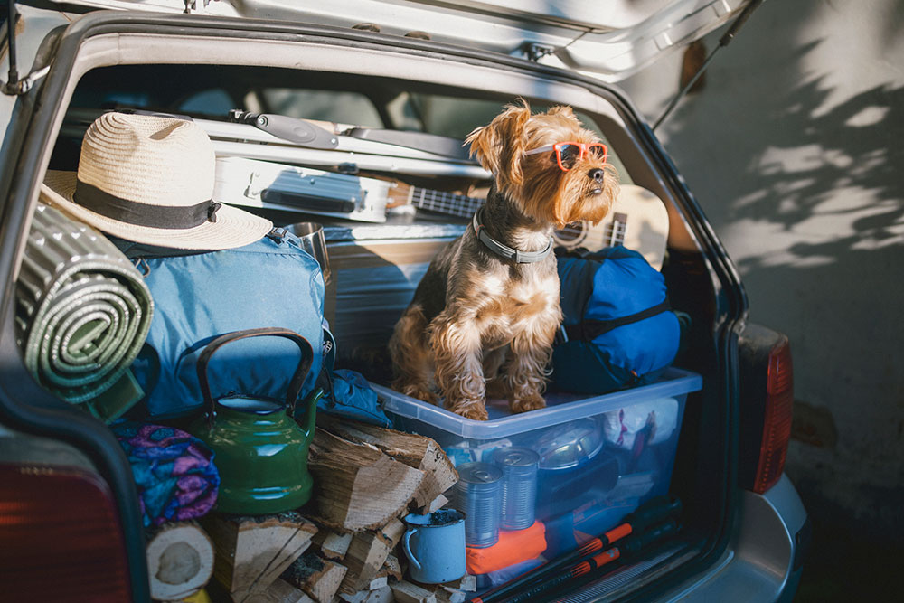 Tips for travelling with your pet