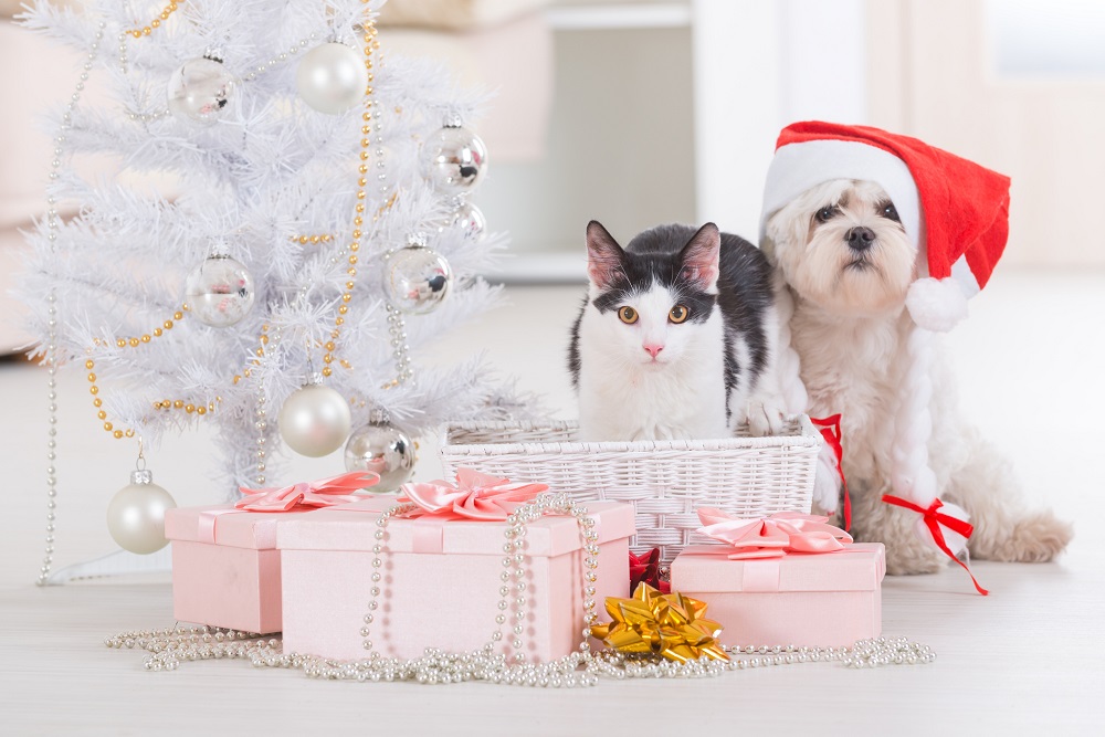 Christmas gift guide for  your pet