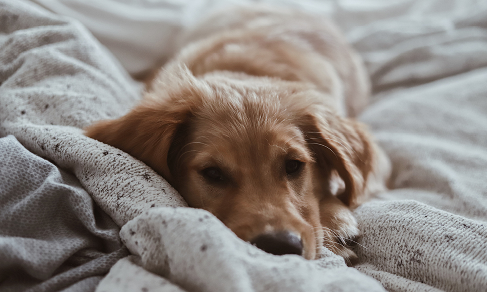 Sharing a bed with your pet – should or shouldn’t you?