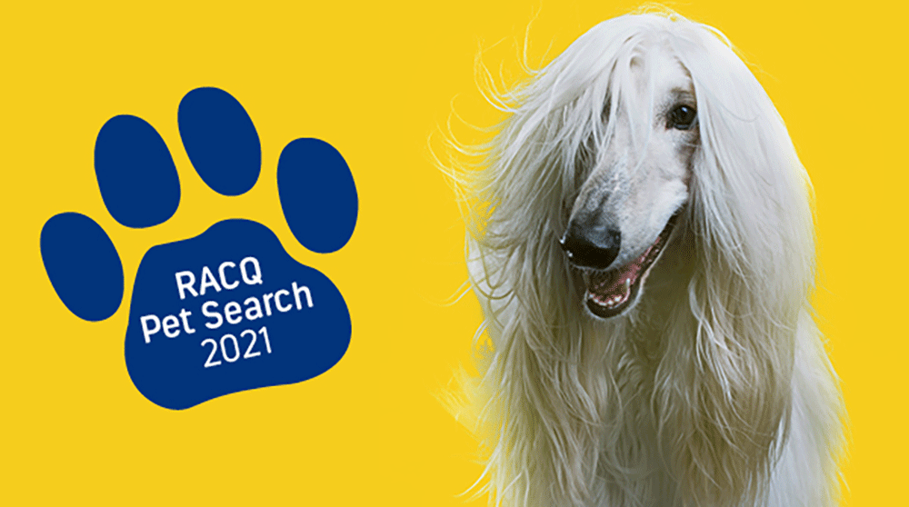 RACQ Pet Search is back